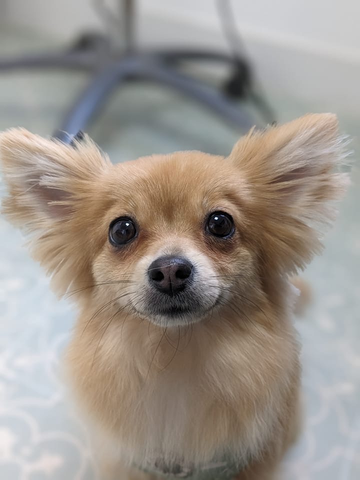 An adorable chihuahua looking up at the camera on the Wagtails grooming table