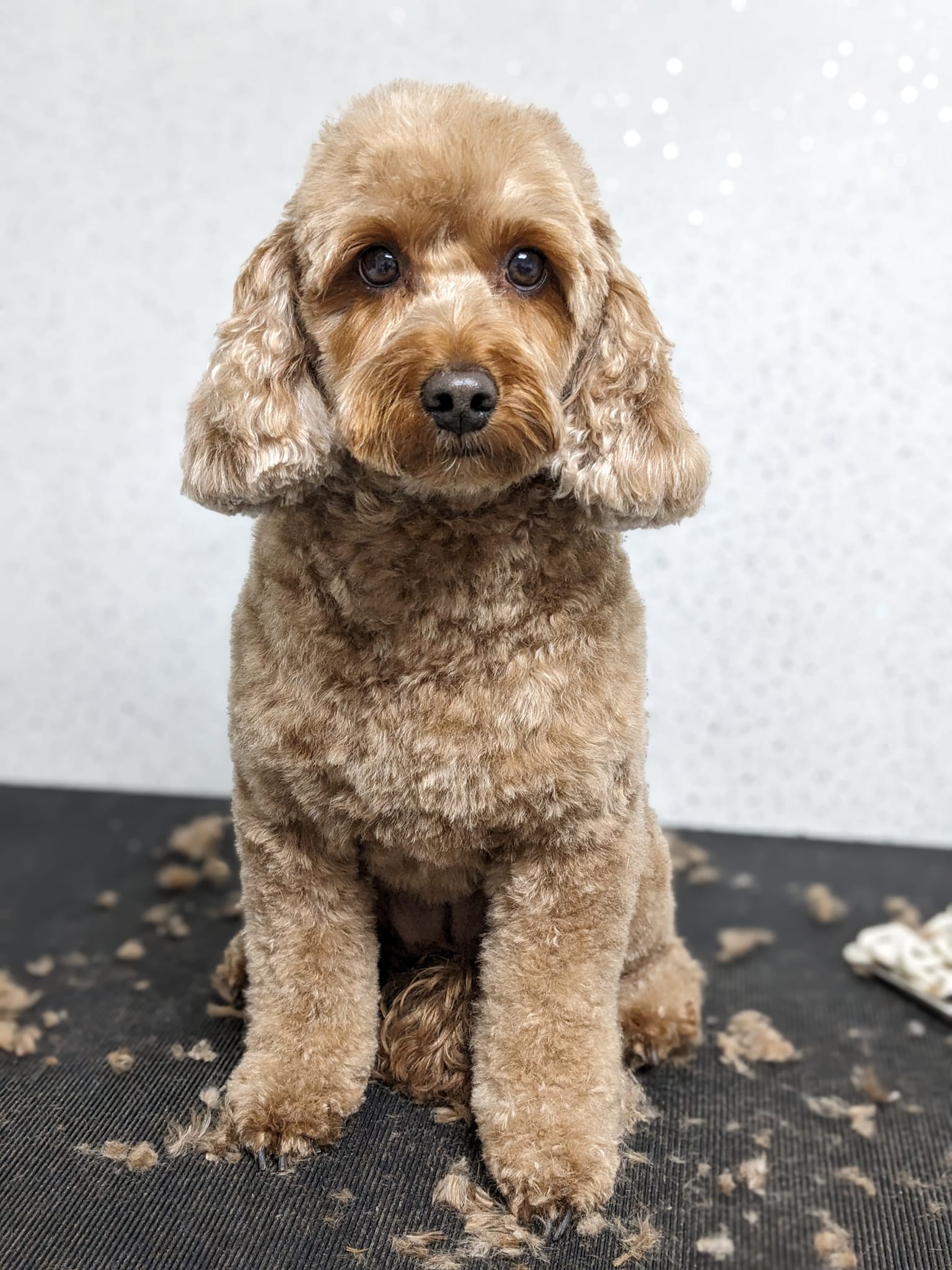 A beautifully groomed cockapoo sitting on the grooming table at Wagtails Dog Grooming